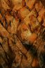 Palm Bark.jpg